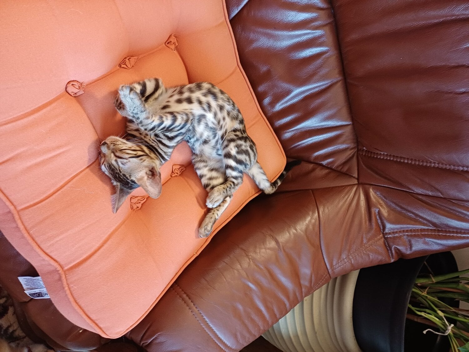 Bengal female kitten in Bognor Regis