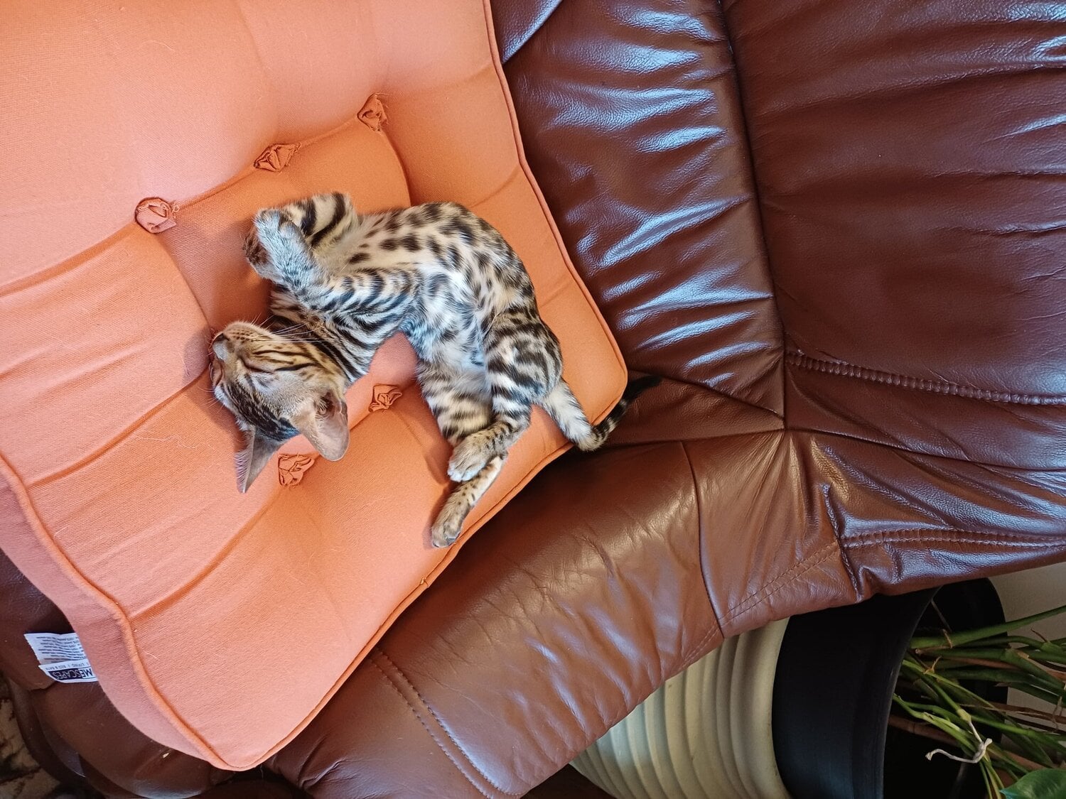 Bengal female kitten