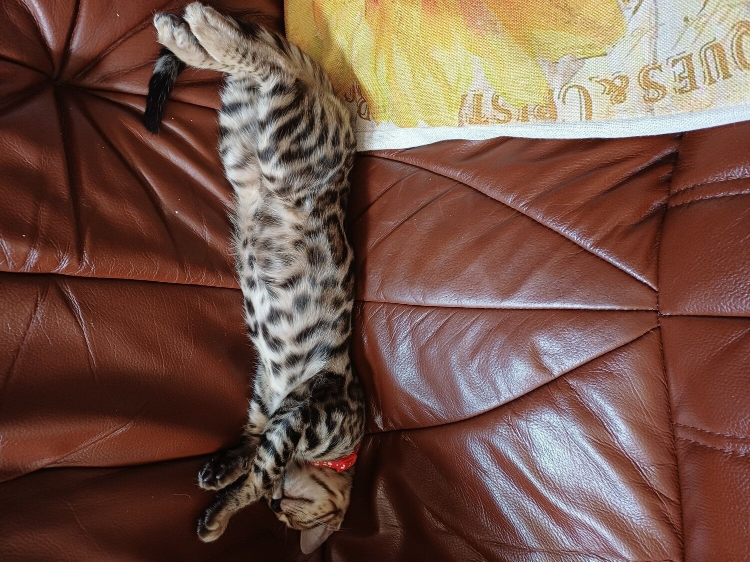 Bognor Regis Bengal female kitten
