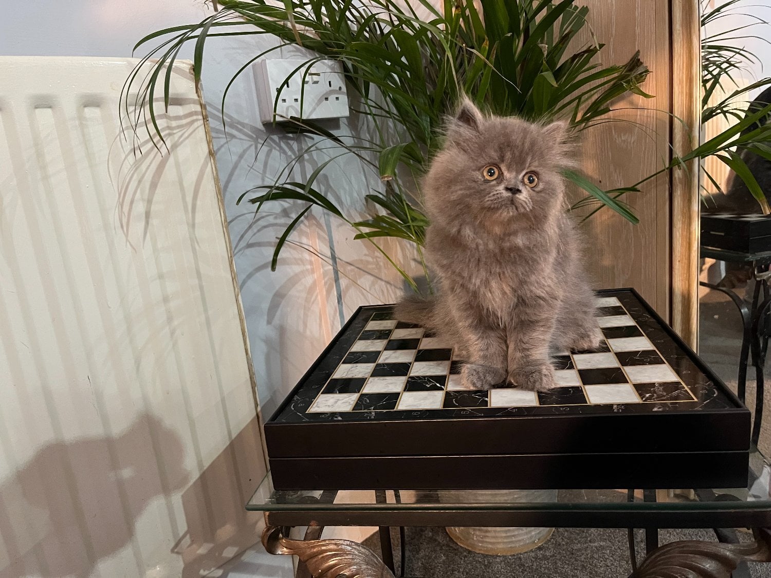 Bromley Stunning solid blue Persian girl
