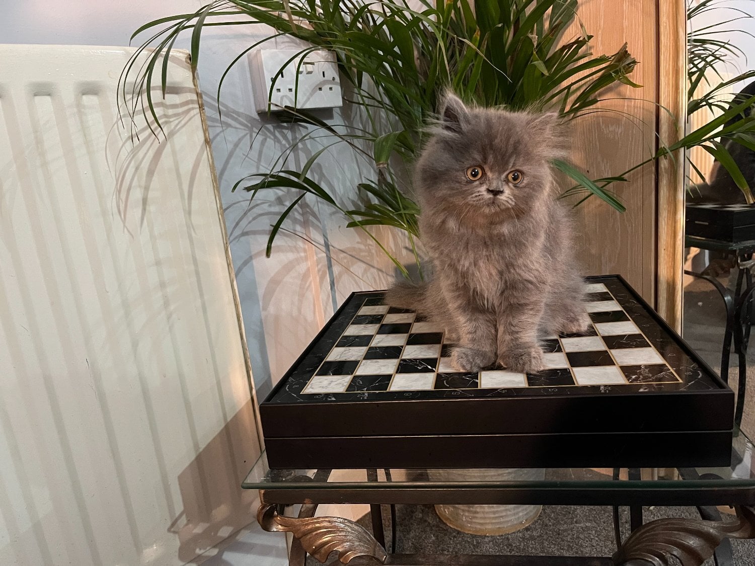 Stunning solid blue Persian girl - Cats & Kittens in Bromley