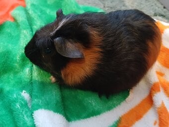 Baby guinea pigs 