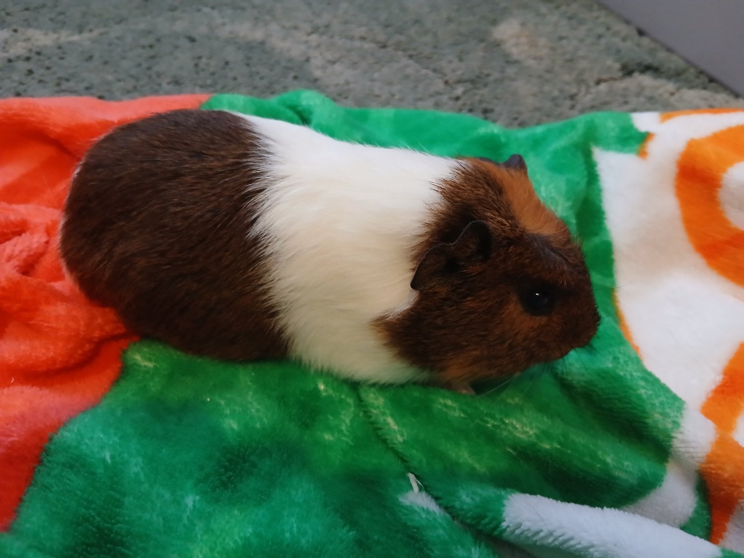 Baby guinea pigs 