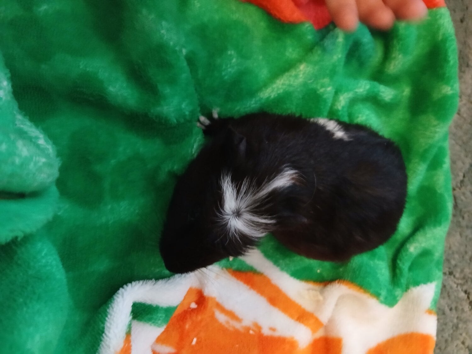 Hastings Baby guinea pigs 