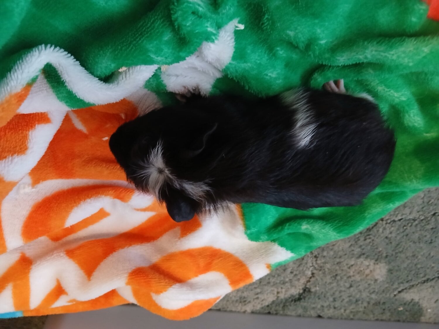 Baby guinea pigs  - Guinea Pigs & Small Furries in Hastings