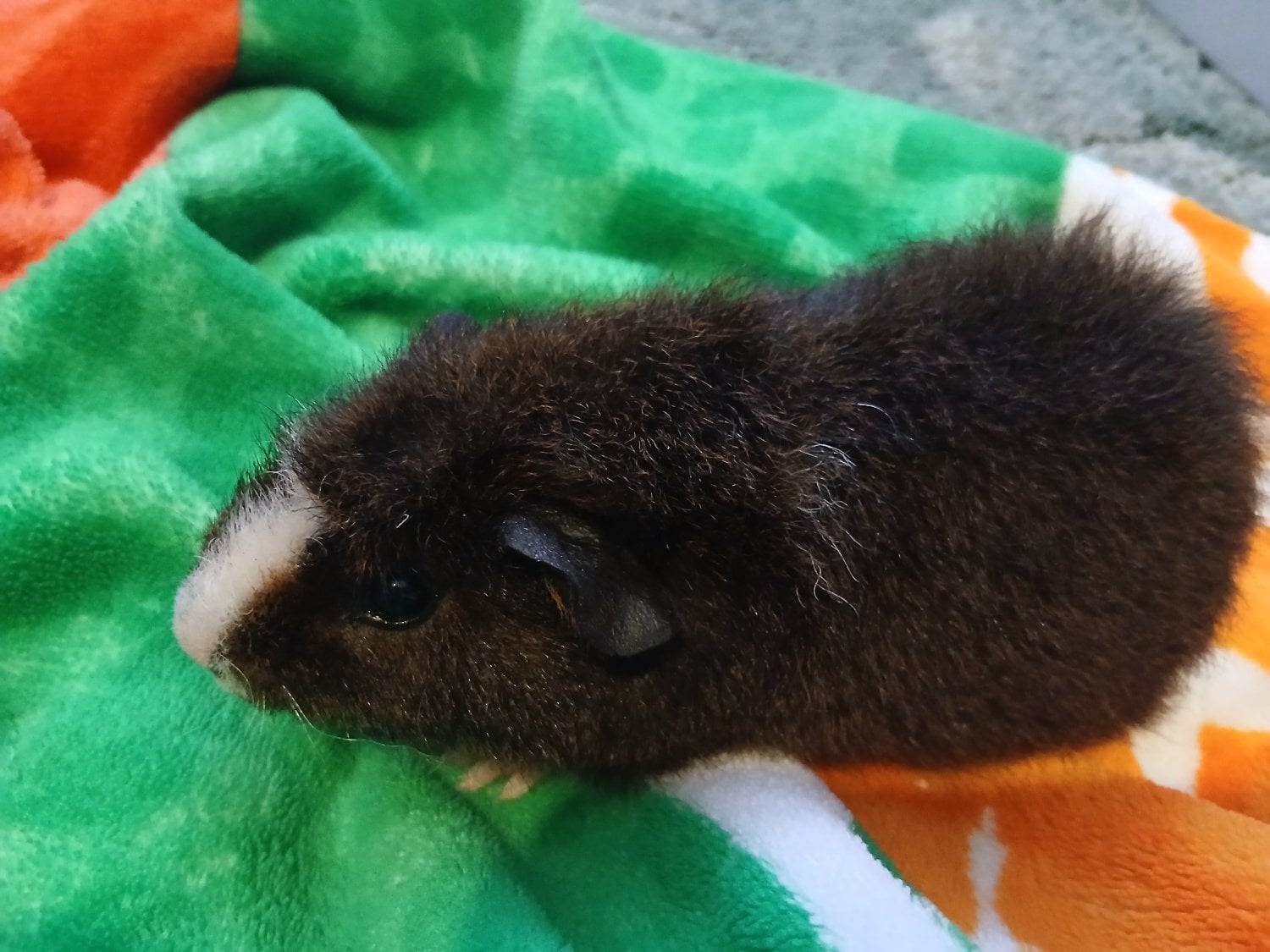 Baby guinea pigs  - Guinea Pigs & Small Furries