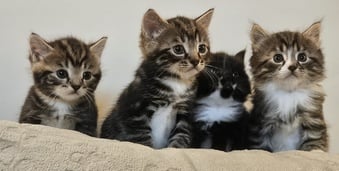 Gorgeous, playful kittens! 