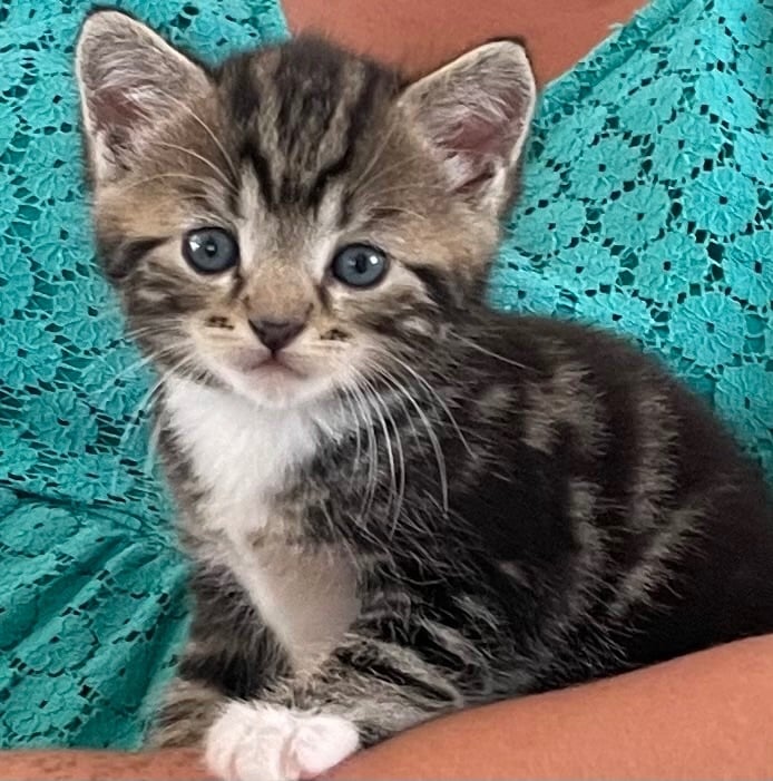 Gorgeous, playful kittens! 