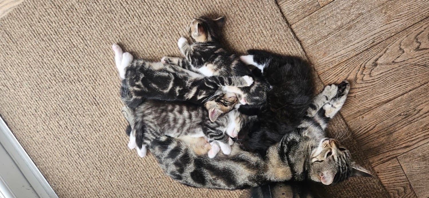 Eastbourne Gorgeous, playful kittens! 