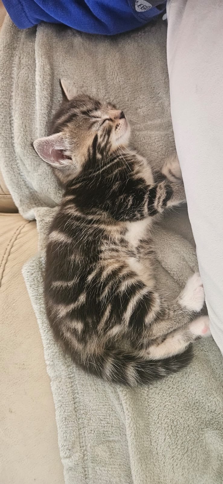Gorgeous, playful kittens!  - Cats & Kittens in Eastbourne