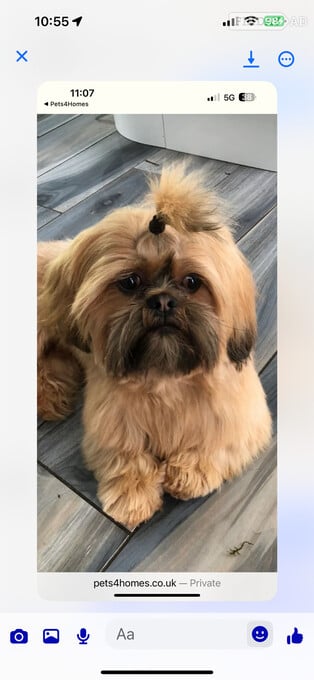 SHIH TZU stud (proven ) not for sale