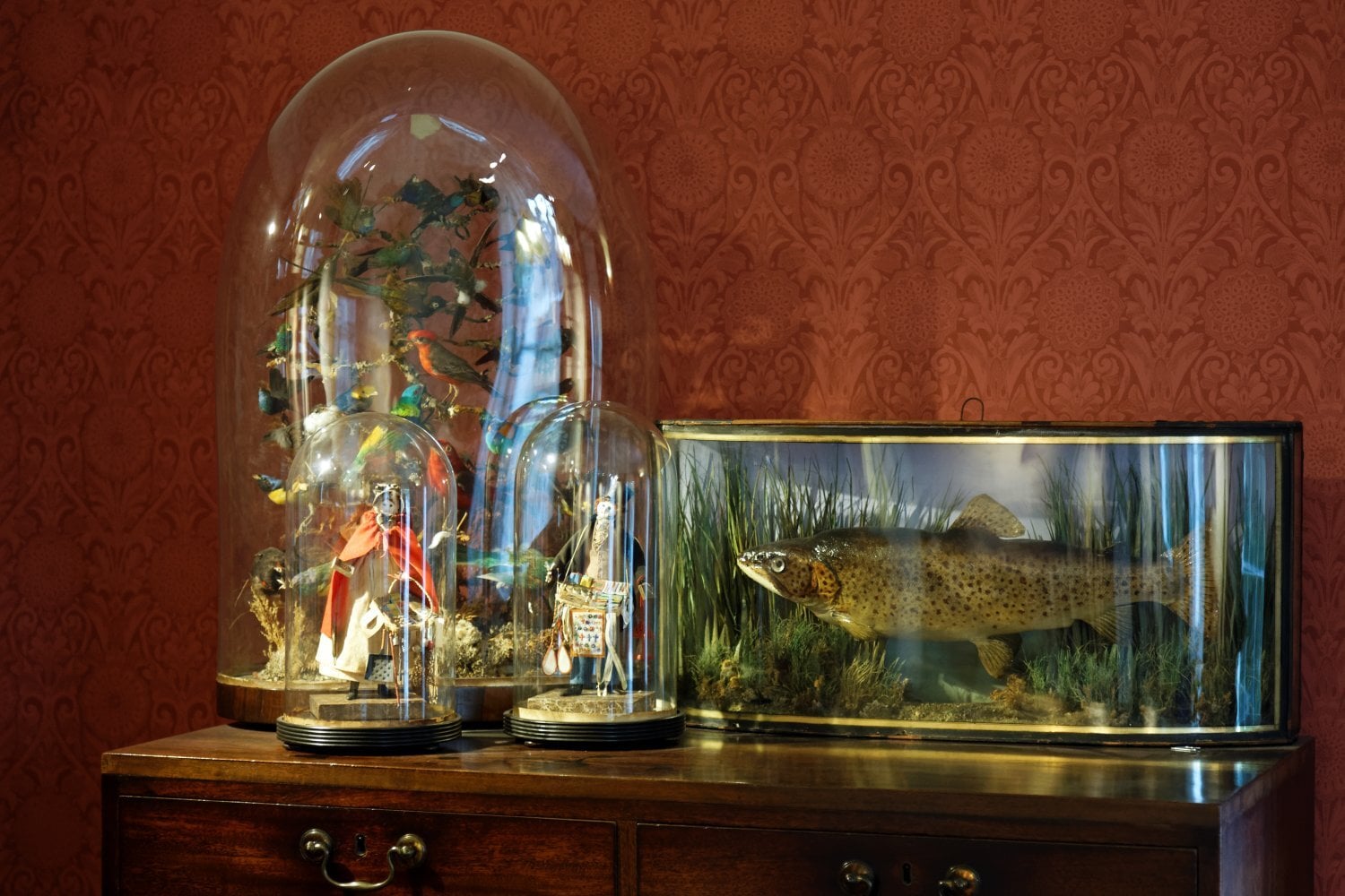 London WANTED ANTIQUE TAXIDERMY heads, rugs, cased birds, feet