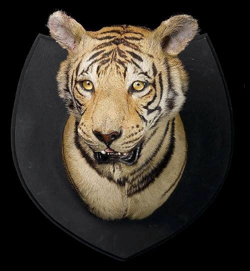 WANTED ANTIQUE TAXIDERMY heads, rugs, cased birds, feet - Antiques & Collectables in London