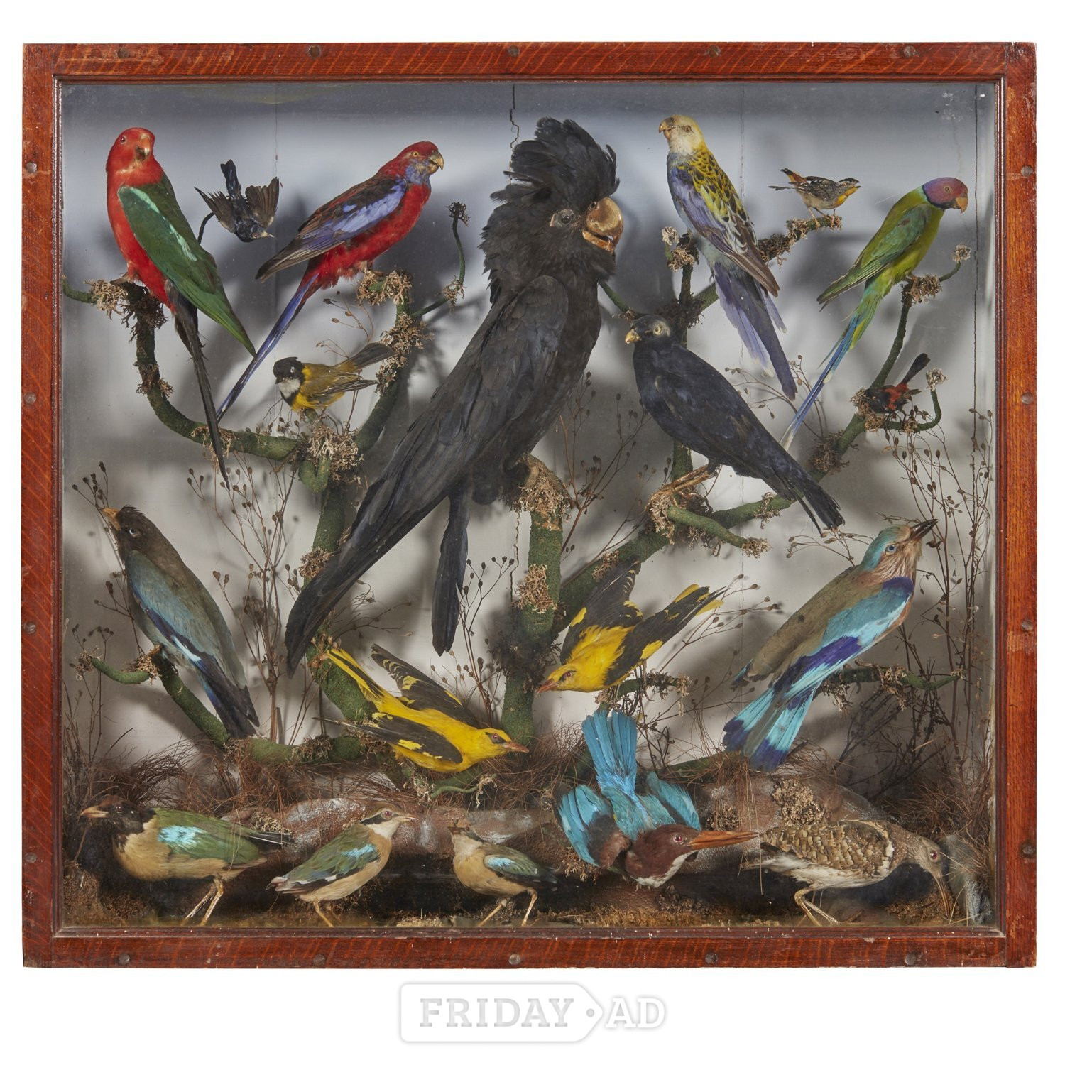 WANTED ANTIQUE TAXIDERMY heads, rugs, cased birds, feet