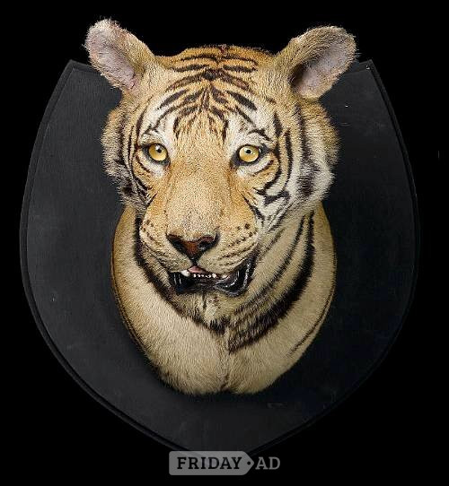 WANTED ANTIQUE TAXIDERMY heads, rugs, cased birds, feet - Antiques & Collectables in London