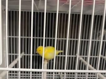 Fife canary for sale