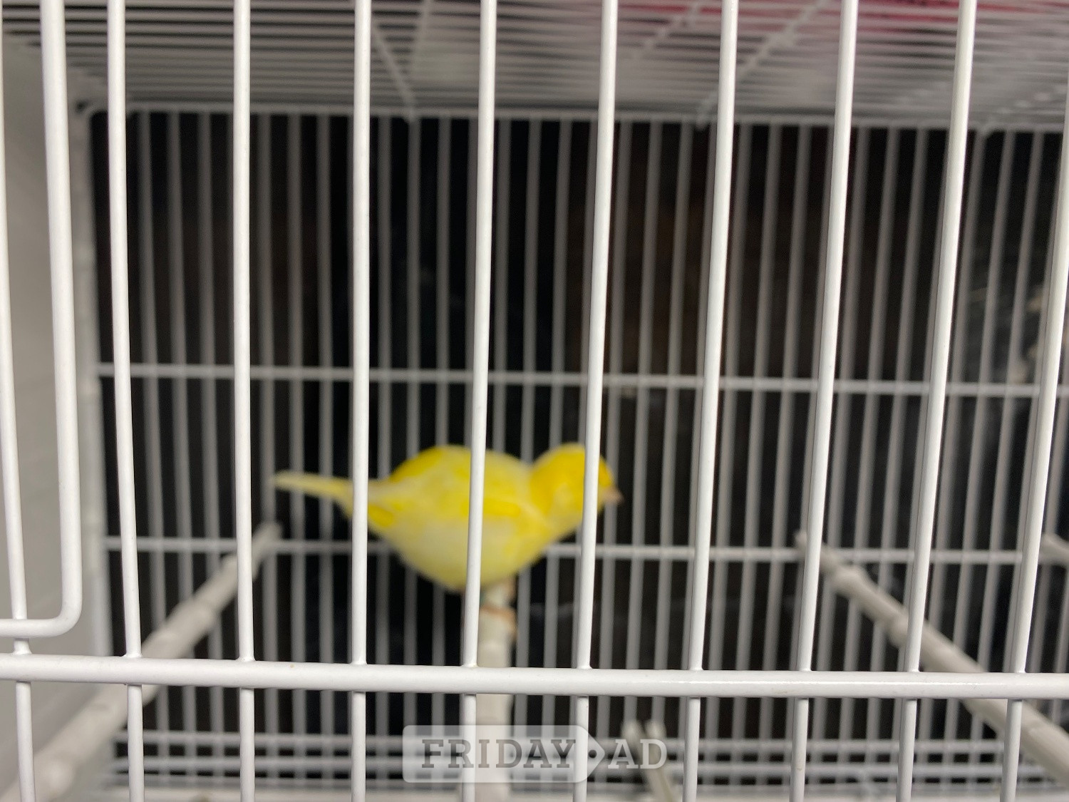 Fife canary for sale