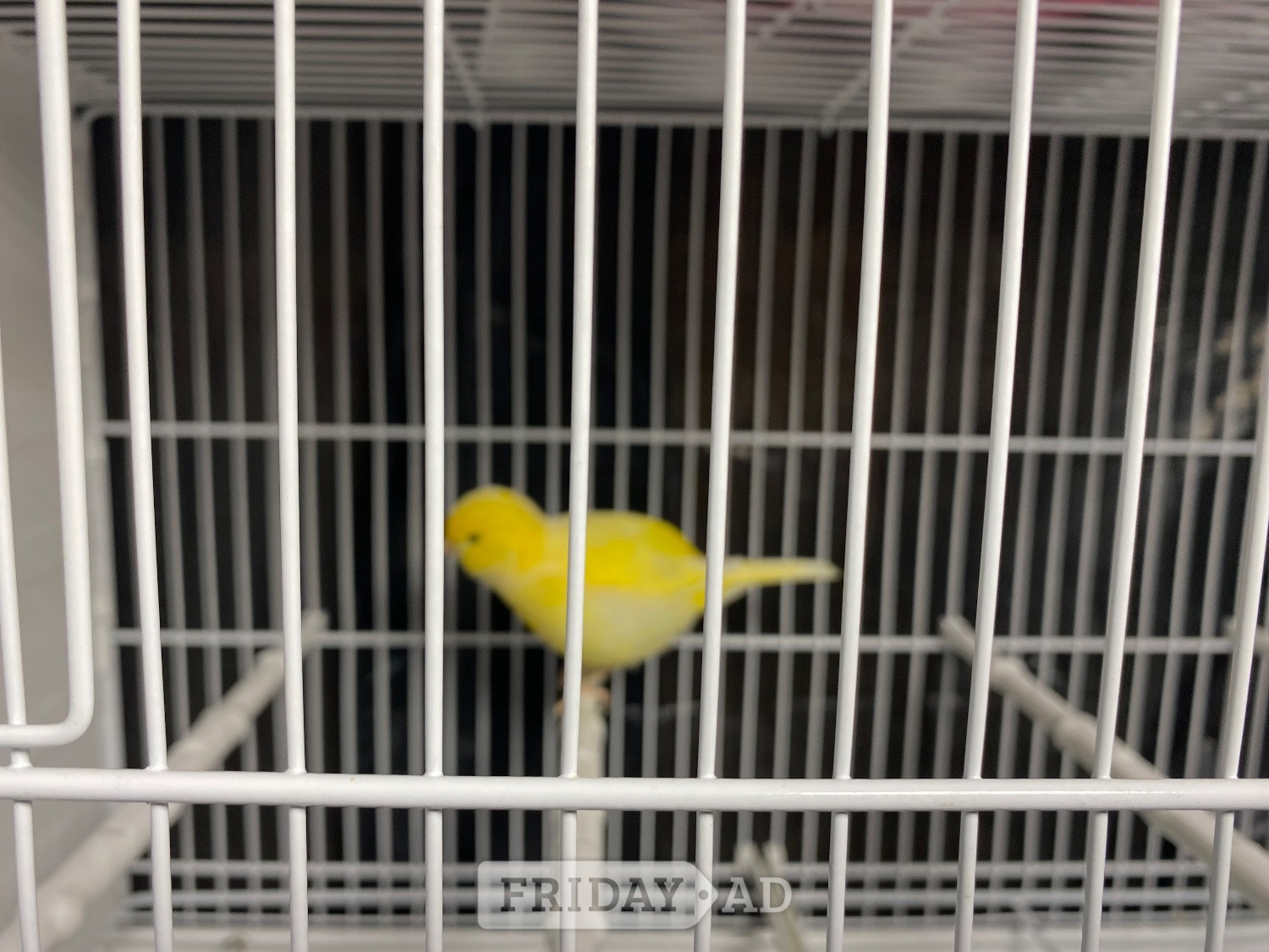Crawley Fife canary for sale