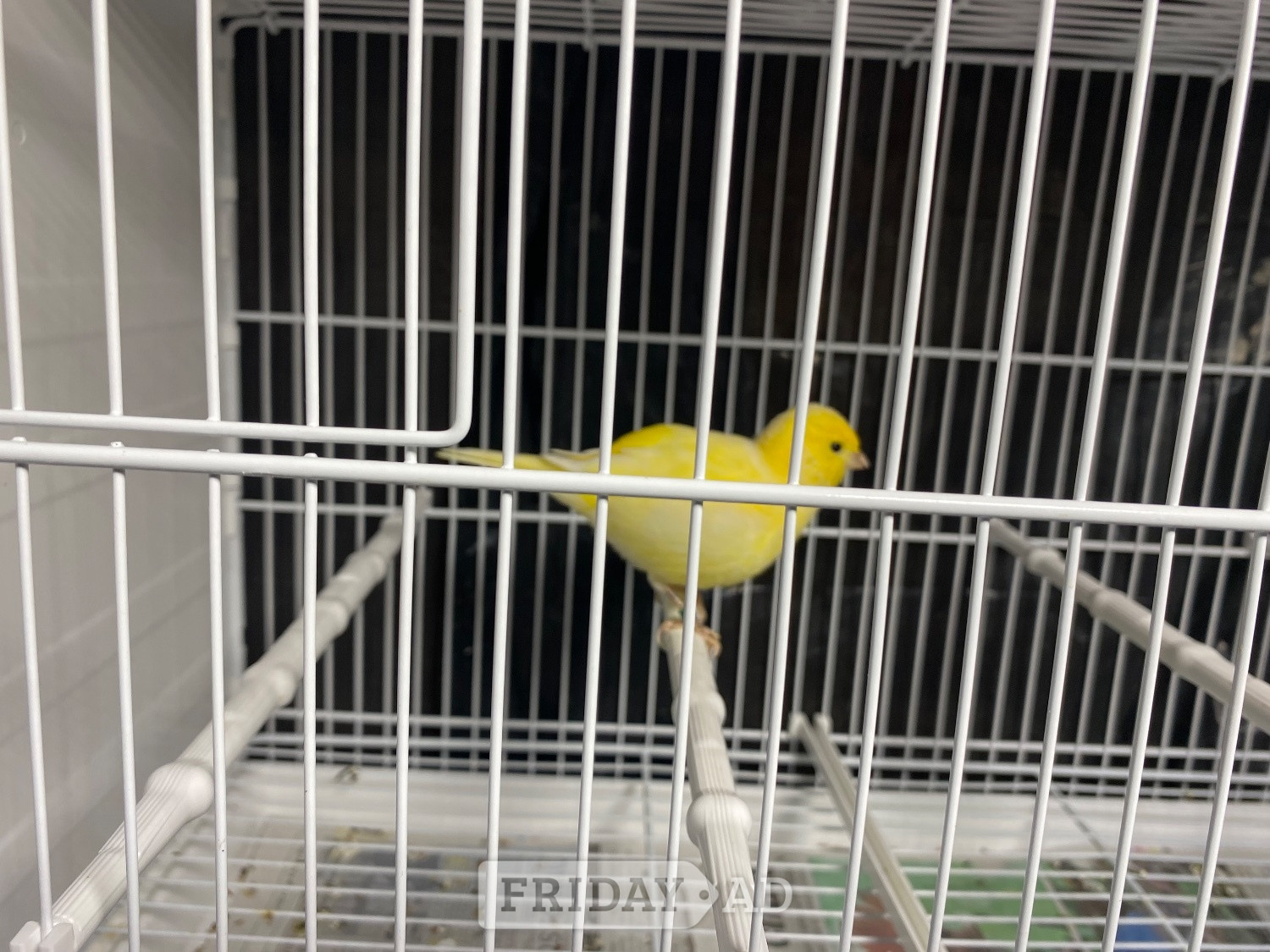 Fife canary for sale - Birds in Crawley