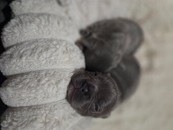 French bulldog puppies 