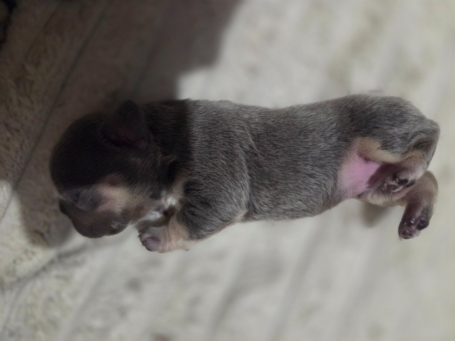 French bulldog puppies 