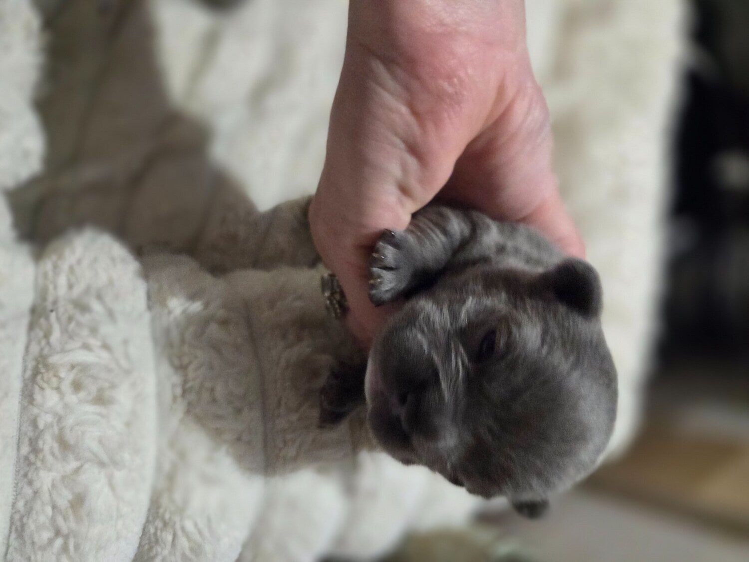 French bulldog puppies  - Dogs & Puppies in Eastbourne