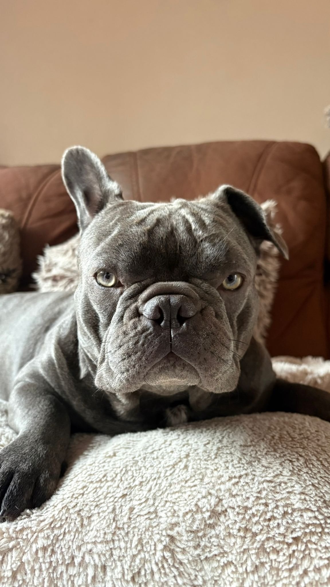 French bulldog puppies  - Dogs & Puppies