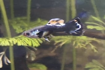 6 DWARF DUMBO GUPPY BABIES. PLEASE SEE DESCRIPTION FOR FULL DETAILS.