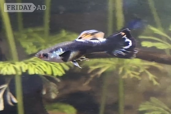 6 DWARF DUMBO GUPPY BABIES. PLEASE SEE DESCRIPTION FOR FULL DETAILS. in Brighton
