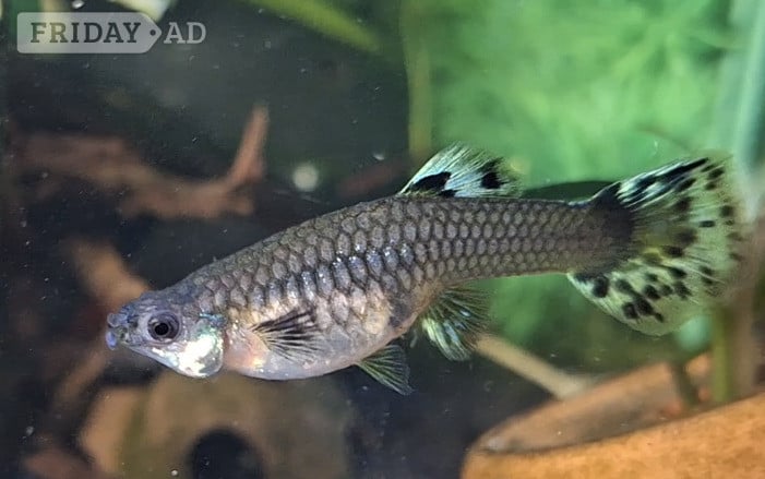 6 DWARF DUMBO GUPPY BABIES. PLEASE SEE DESCRIPTION FOR FULL DETAILS.