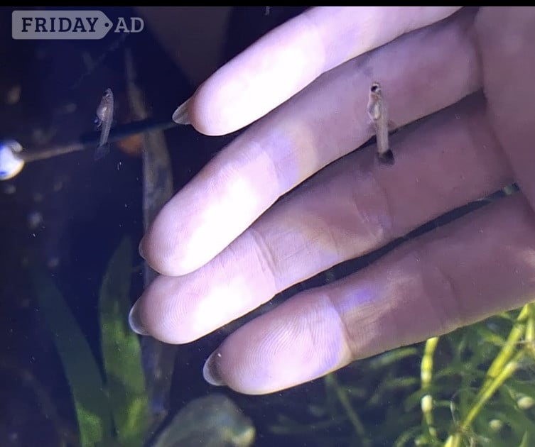 6 DWARF DUMBO GUPPY BABIES. PLEASE SEE DESCRIPTION FOR FULL DETAILS. - Fish & Aquatics in Brighton