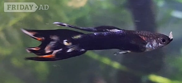 6 DWARF DUMBO GUPPY BABIES. PLEASE SEE DESCRIPTION FOR FULL DETAILS. - Fish & Aquatics