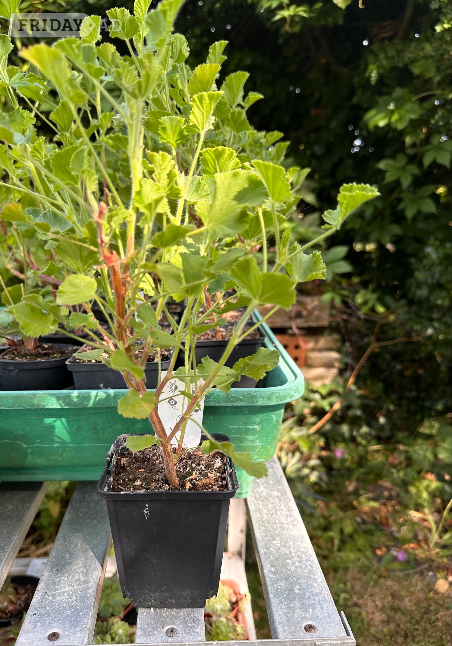 Chocolate Mint Plants & Other Varieties  - Garden in Eastbourne