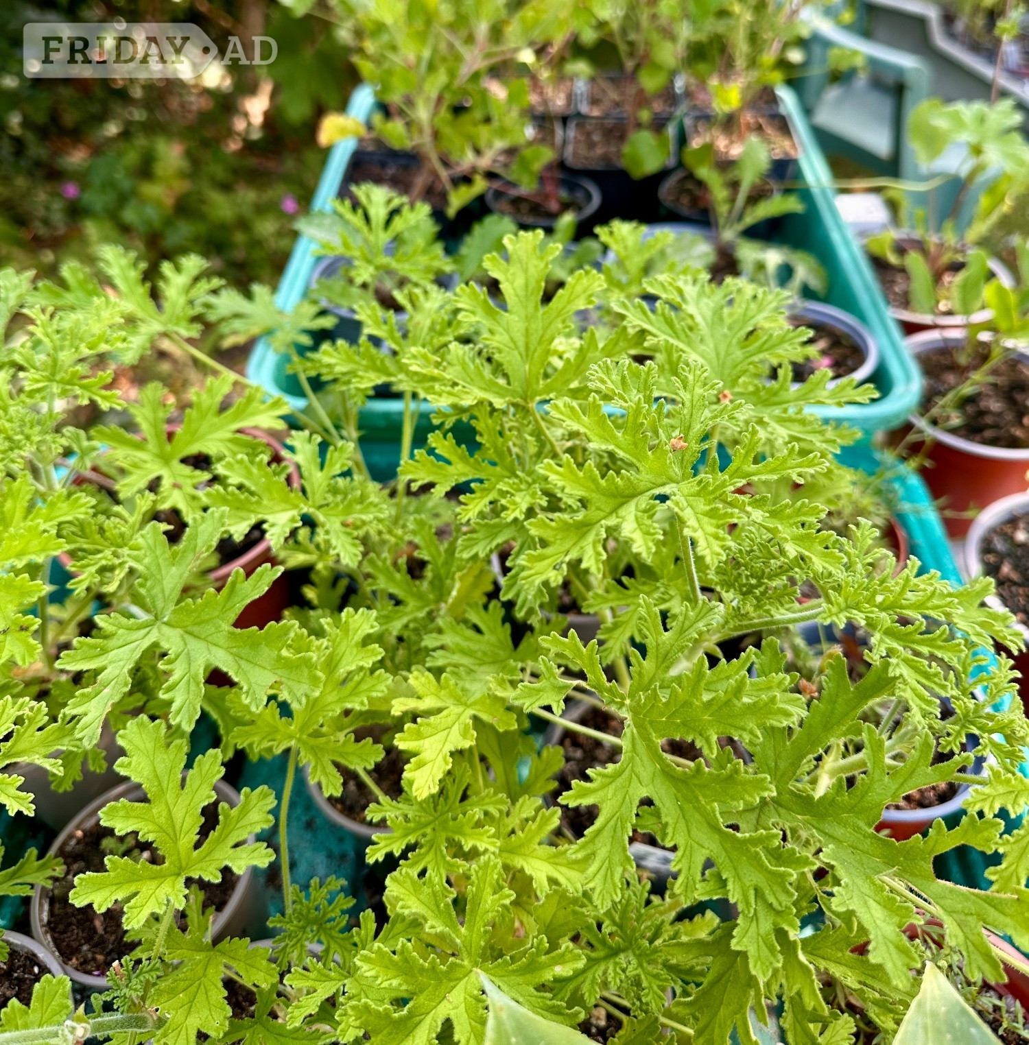 Chocolate Mint Plants & Other Varieties  - Garden