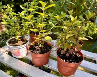 Chocolate Mint Plants
