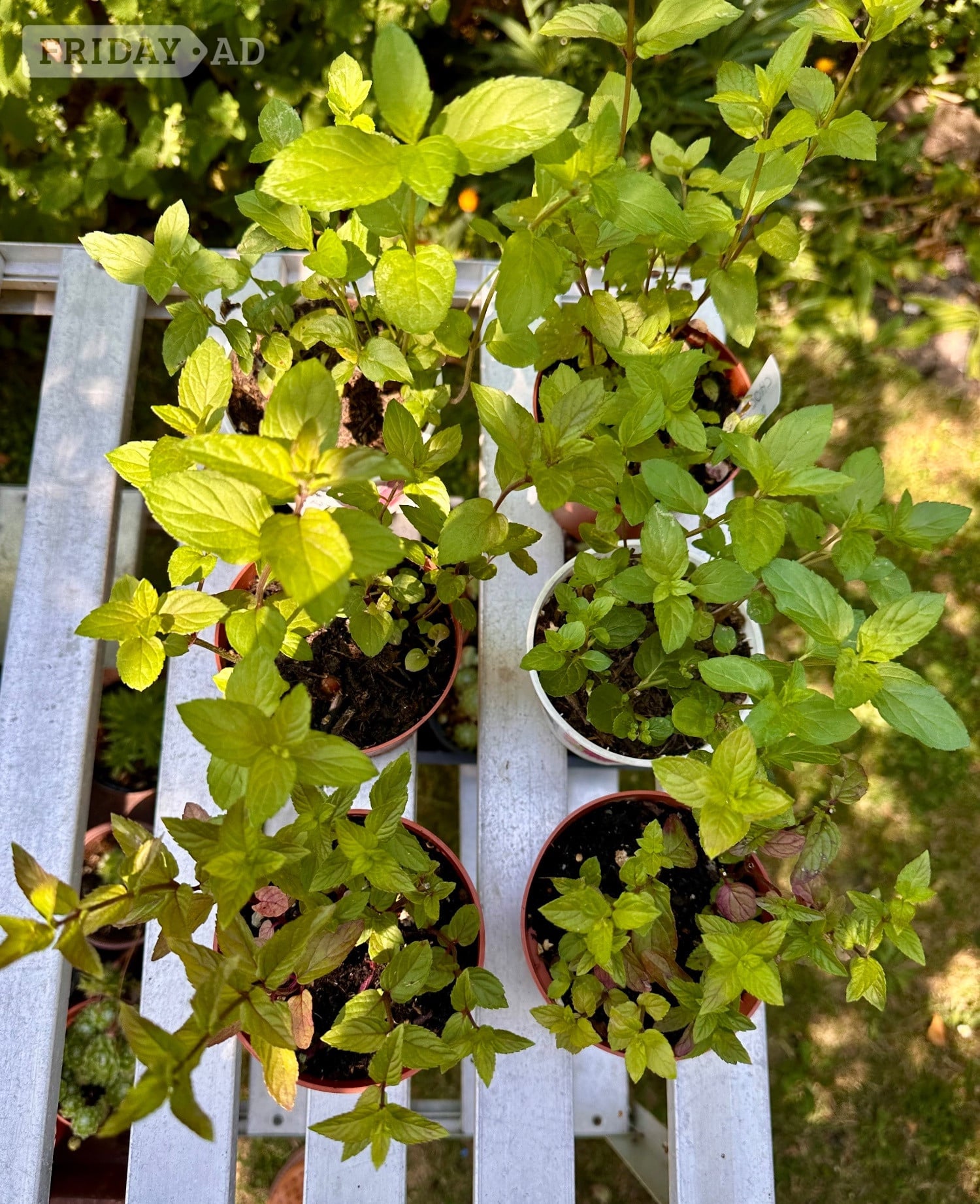 Chocolate Mint Plants