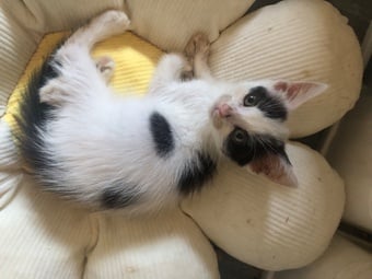 Cute kittens ready for new homes