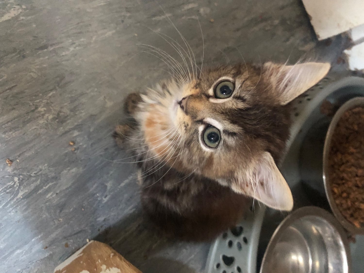 Cute kittens ready for new homes