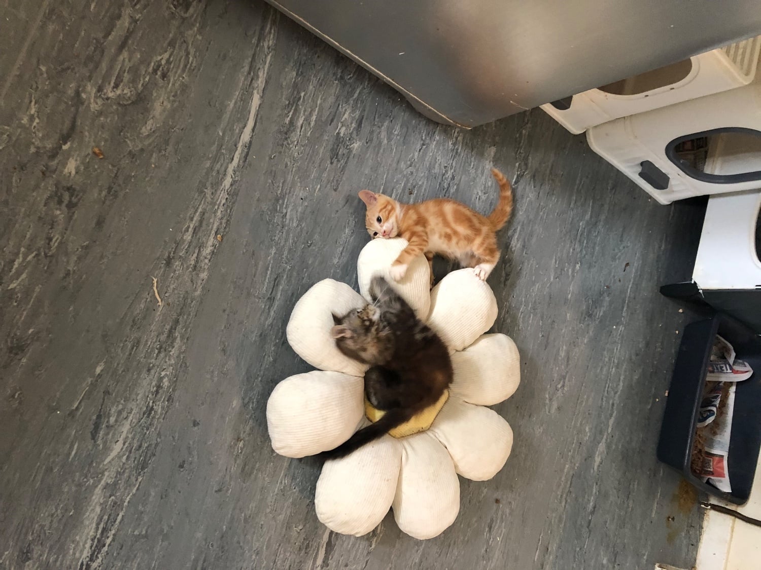 Brighton Cute kittens ready for new homes