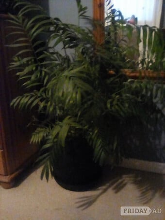 Large indoor Plant in Black Ceramic Pot
