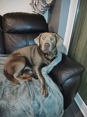 2 Stunning Boys Silver Labrador Retrievers Studs