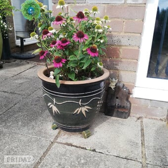 Variety of Garden Pots