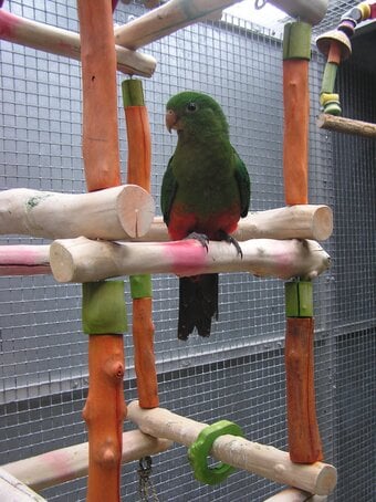  WANTED OR EXCHANGE FOR NEW BLOOD AUSTRALIAN KING  MALE . 
