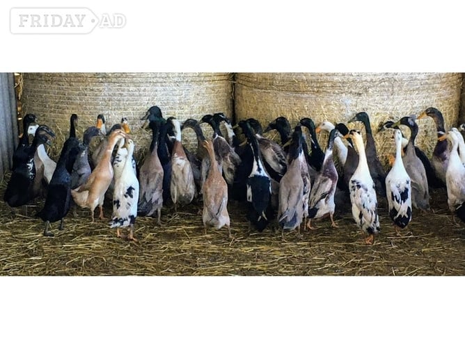 Day old chicks to POL Hens for sale... - Livestock