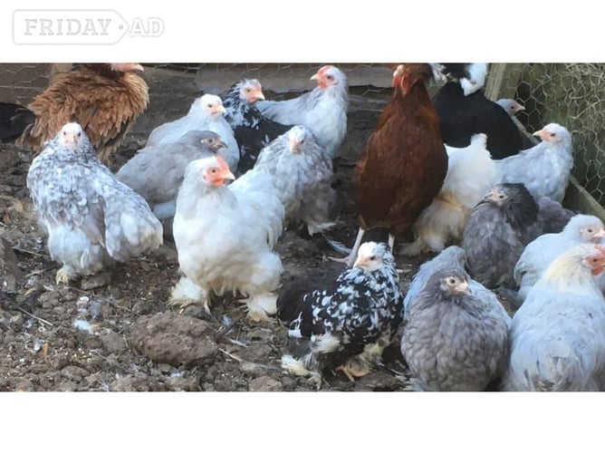 Day old chicks to POL Hens for sale... - Livestock in Norwich