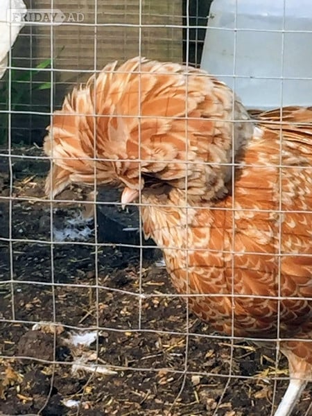 Day old chicks to POL Hens for sale...