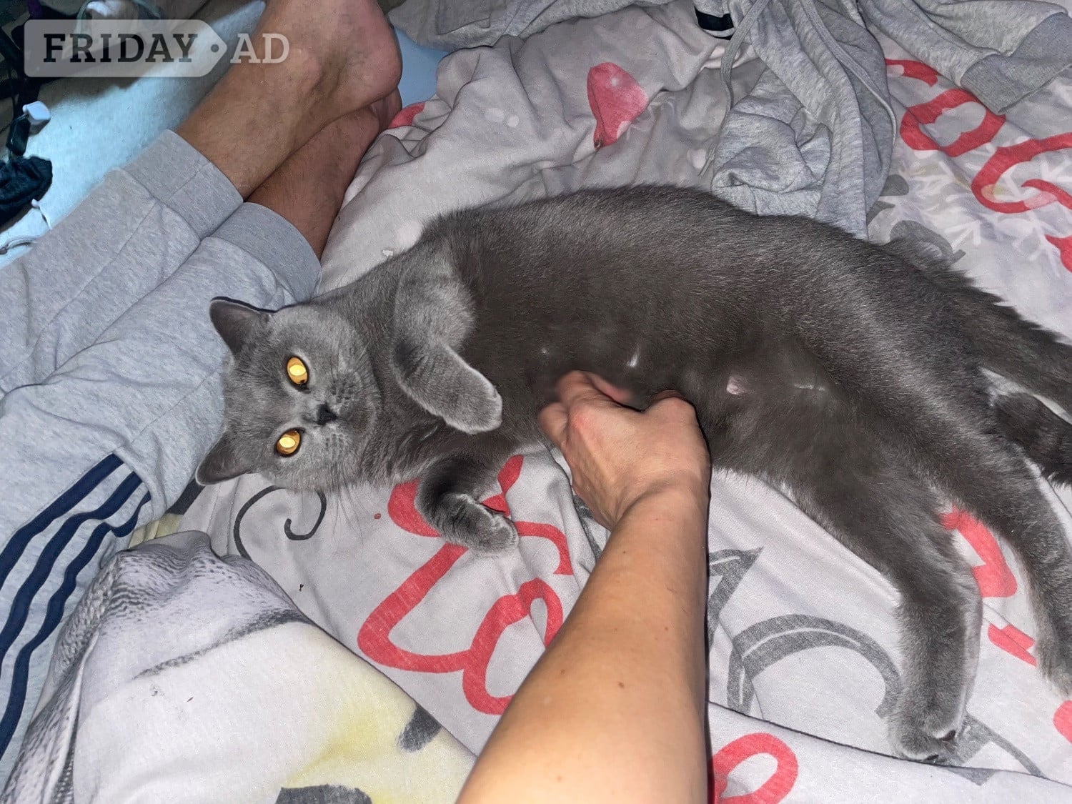 Luna 8 years old British blue .  in Peterborough