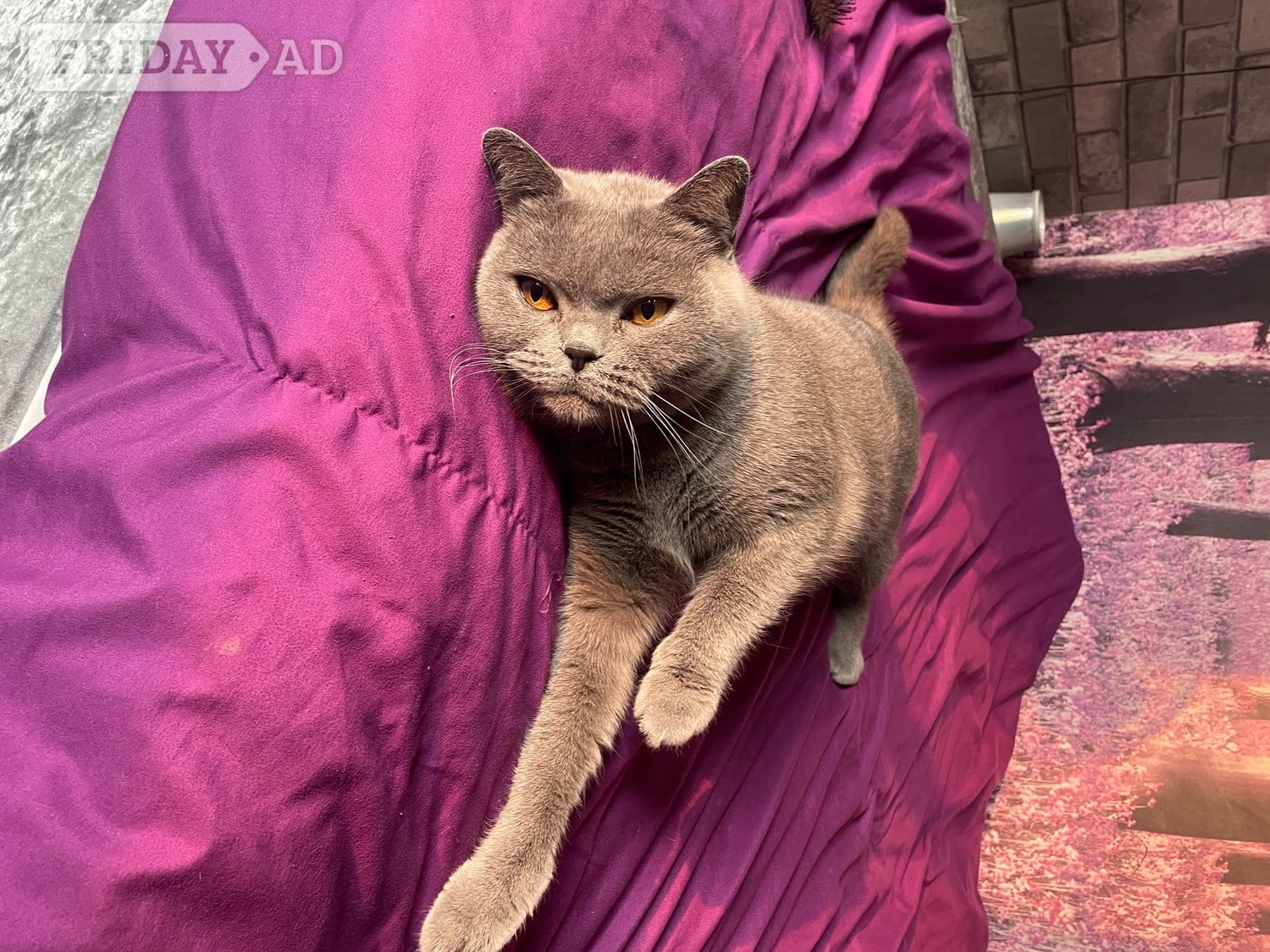 Luna 8 years old British blue . 