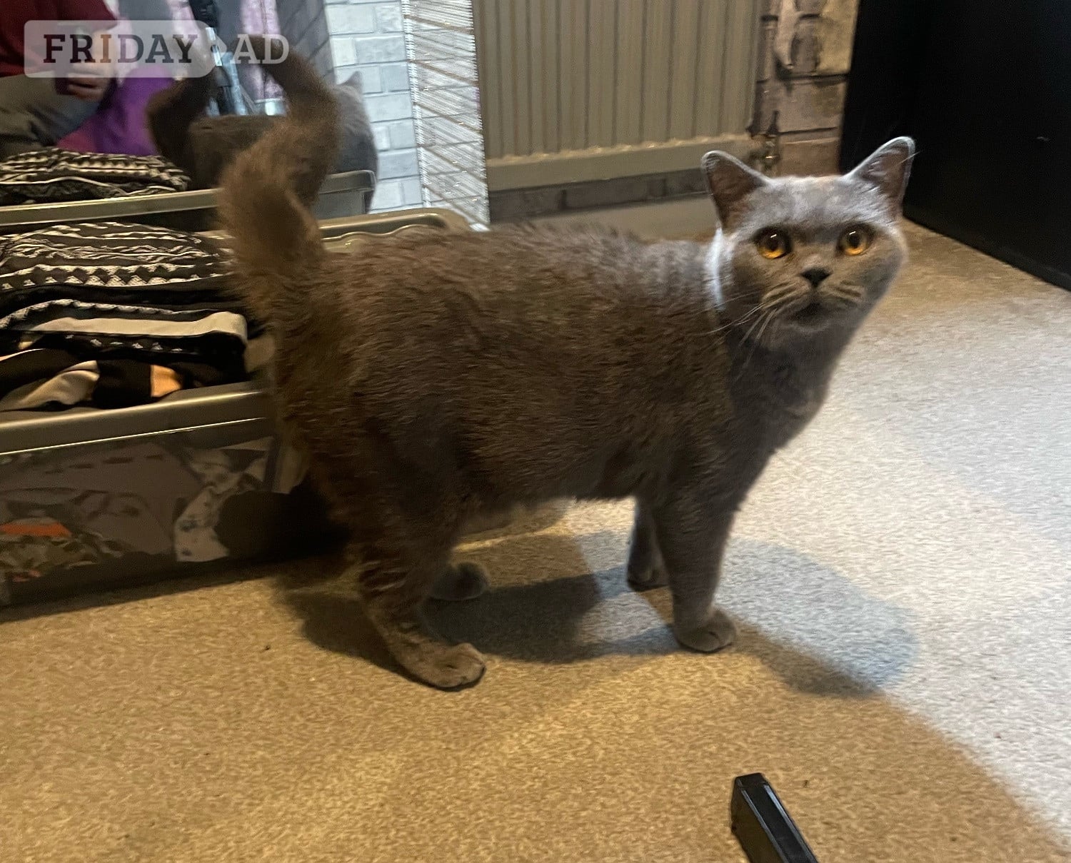Peterborough Luna 8 years old British blue . 
