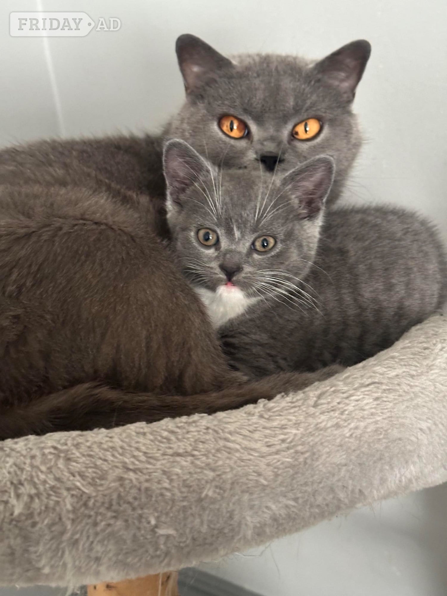 Luna 8 years old British blue .  - Cats & Kittens in Peterborough